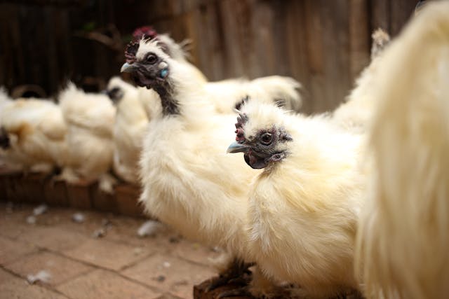 Cum să crești găinile de mătase japoneză: Sfaturi și costuri