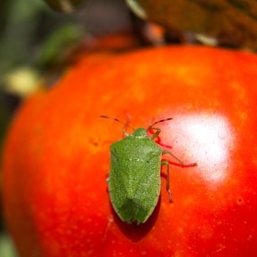 Combaterea ploșniței verzi la tomate: Tratamente eficiente