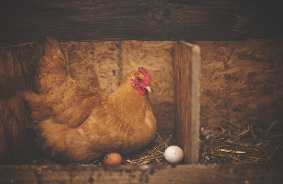 Stimularea producției de ouă la găini
