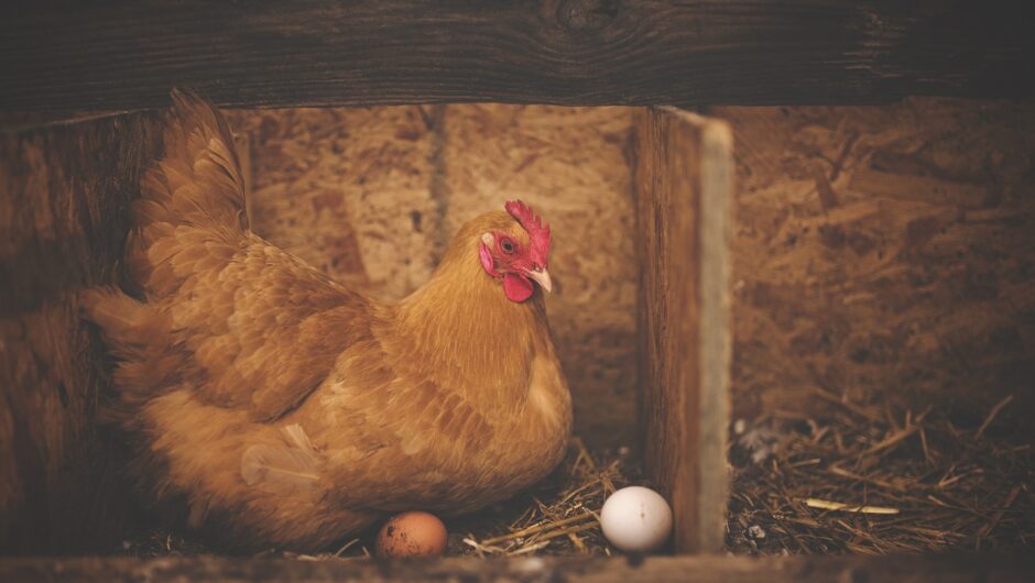 Stimularea producției de ouă la găini
